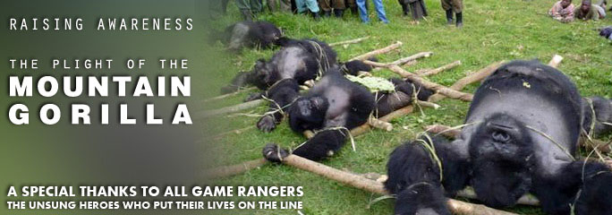 The Plight of the Mountain Gorilla